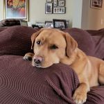 Veterinarian Recommended Solutions