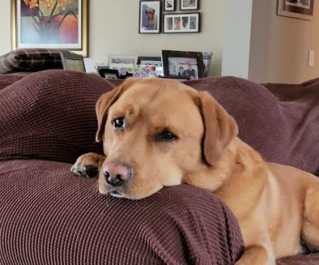 Veterinarian Recommended Solutions