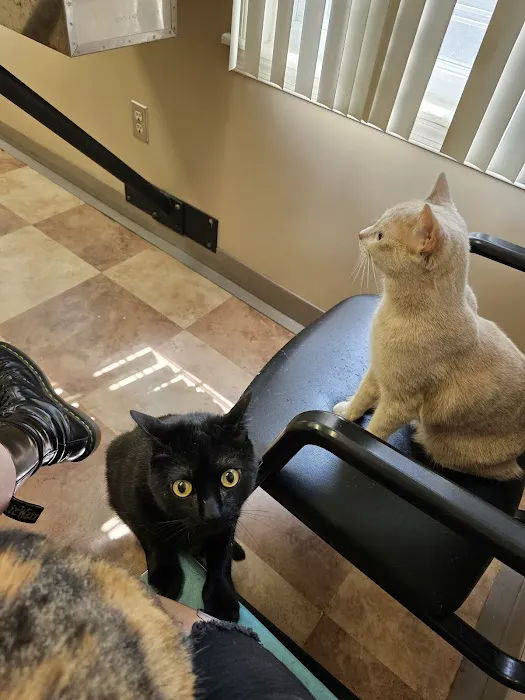 Mt Airy Animal Hospital Picture 10