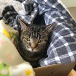 Hickory Veterinary and Specialty Hospital