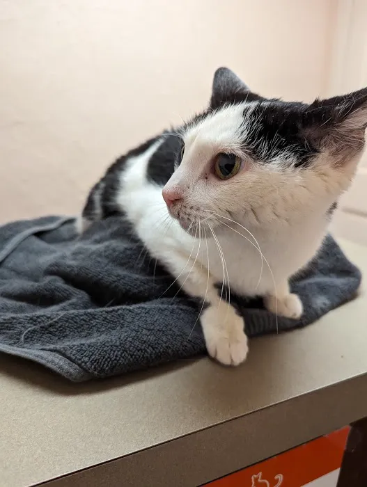 Chestnut Hill Cat Clinic Picture 6