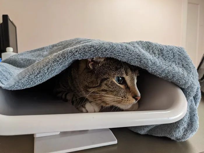 Chestnut Hill Cat Clinic Picture 1