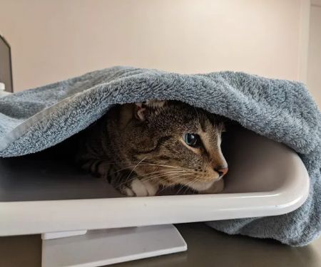 Chestnut Hill Cat Clinic