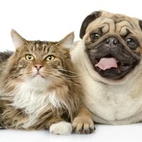 Andorra Veterinary Clinic ico