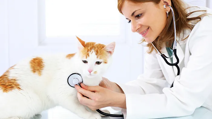 Andorra Veterinary Clinic Picture 5