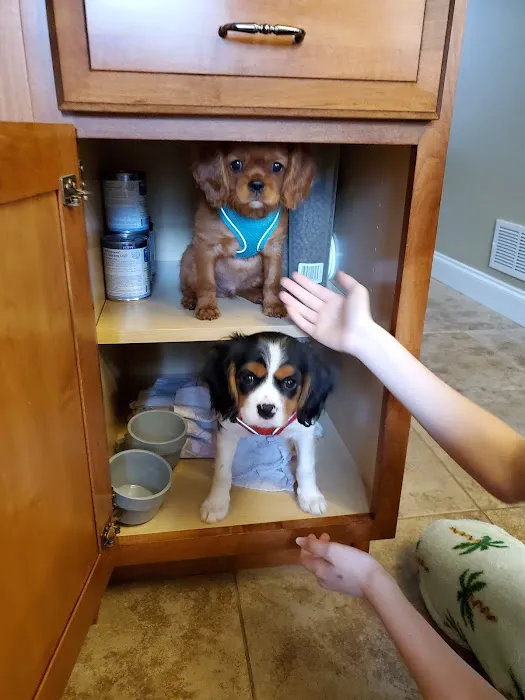 Sanatoga Animal Hospital, LLC Picture 4