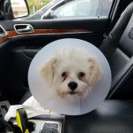 Sanatoga Animal Hospital, LLC