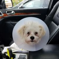 Sanatoga Animal Hospital, LLC ico