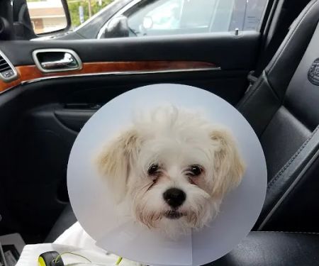 Sanatoga Animal Hospital, LLC