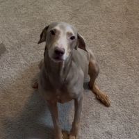 Howdy Pup Treats ico