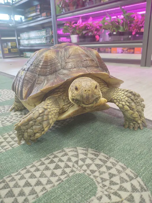 HERPS Exotic Reptile and Pet Shop Picture 8