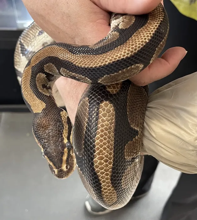 HERPS Exotic Reptile and Pet Shop Picture 5