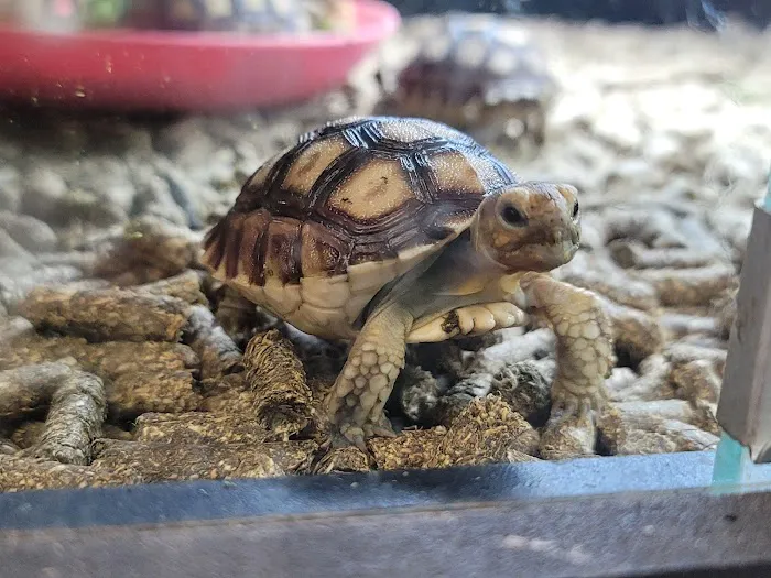 HERPS Exotic Reptile and Pet Shop Picture 6