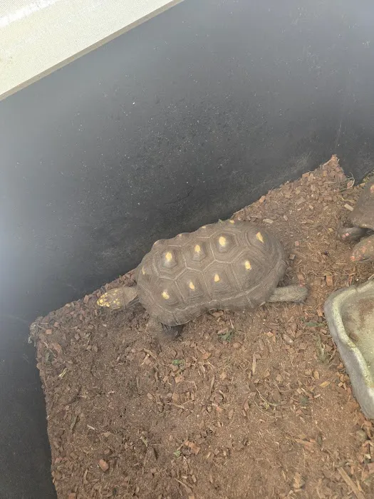 HERPS Exotic Reptile and Pet Shop Picture 10