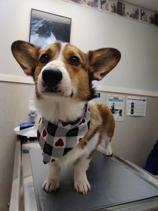 Animal Medical Center Picture 2