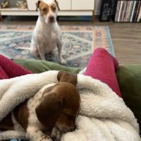 Dachshunds Of Texas ico