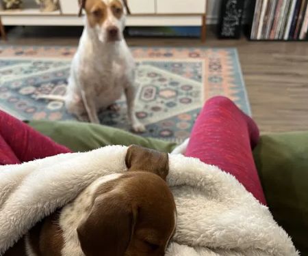 Dachshunds Of Texas