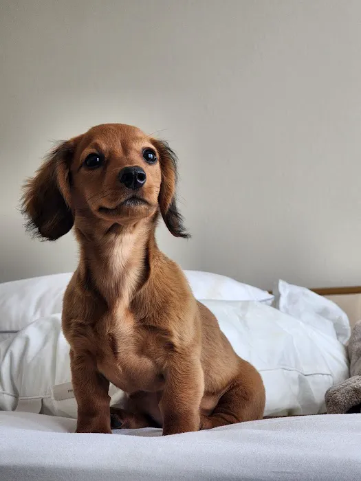 Dachshunds Of Texas Picture 4