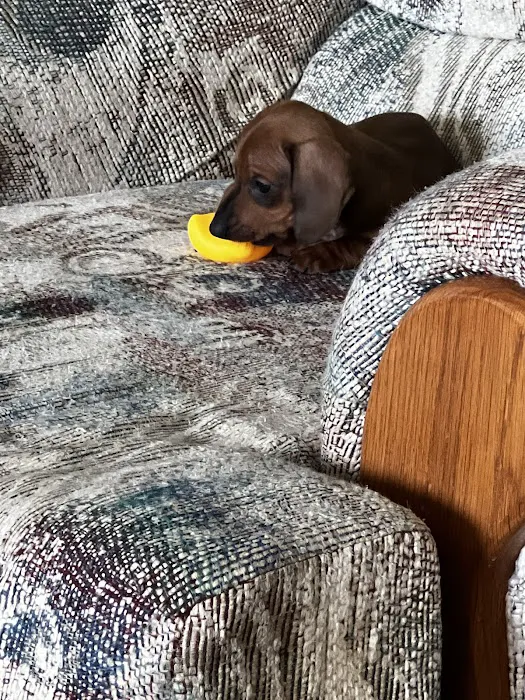 Dachshunds Of Texas Picture 6