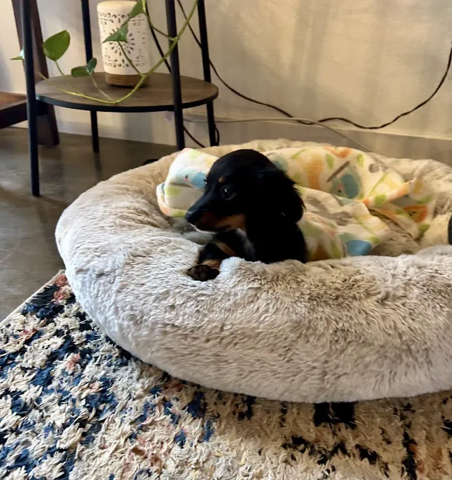 Dachshunds Of Texas Picture 9