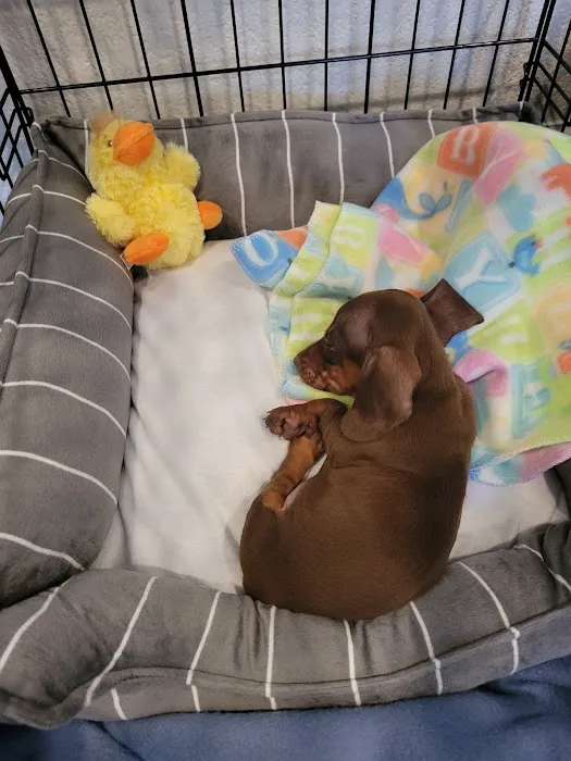 Dachshunds Of Texas Picture 7
