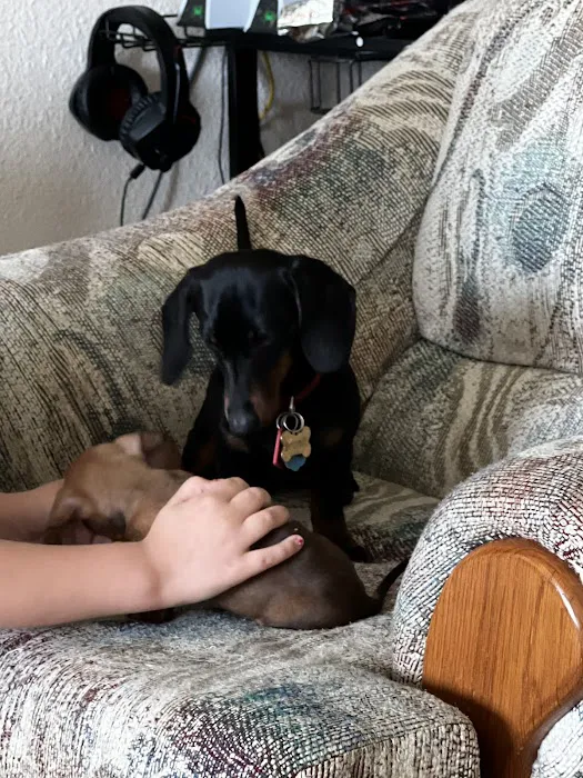 Dachshunds Of Texas Picture 10