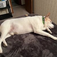 Perkiomen Valley Veterinary Clinic ico