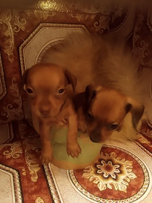 Mini Dachshunds of Texas Picture 4