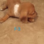 Mini Dachshunds of Texas