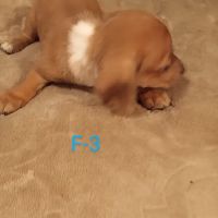 Mini Dachshunds of Texas ico