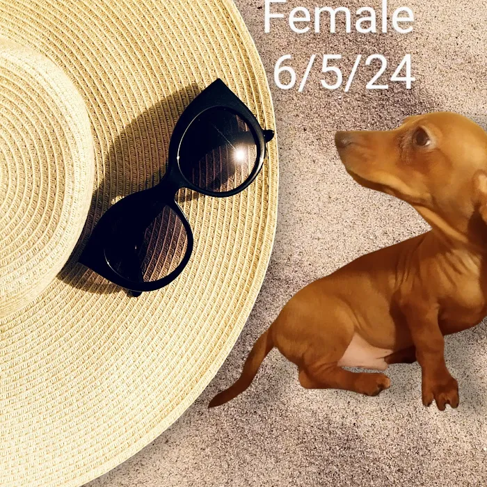 Mini Dachshunds of Texas Picture 3