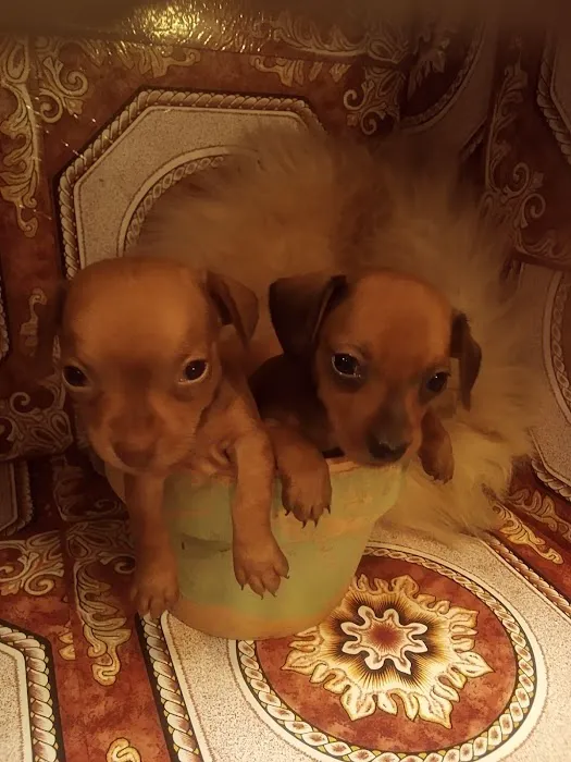 Mini Dachshunds of Texas Picture 2