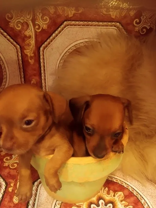 Mini Dachshunds of Texas Picture 7