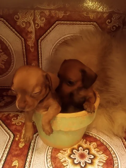 Mini Dachshunds of Texas Picture 6
