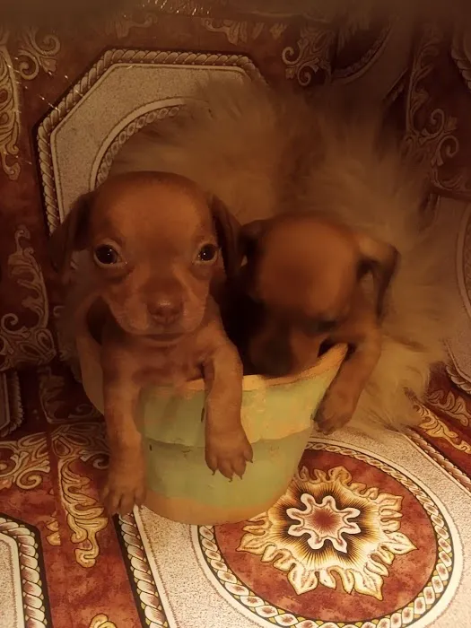 Mini Dachshunds of Texas Picture 9