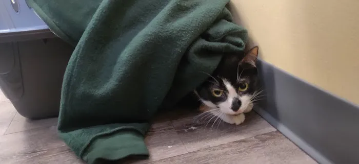 Collegeville Cat Clinic Picture 2