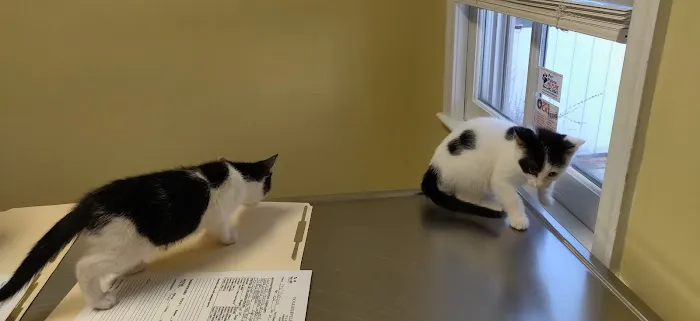 Collegeville Cat Clinic Picture 4