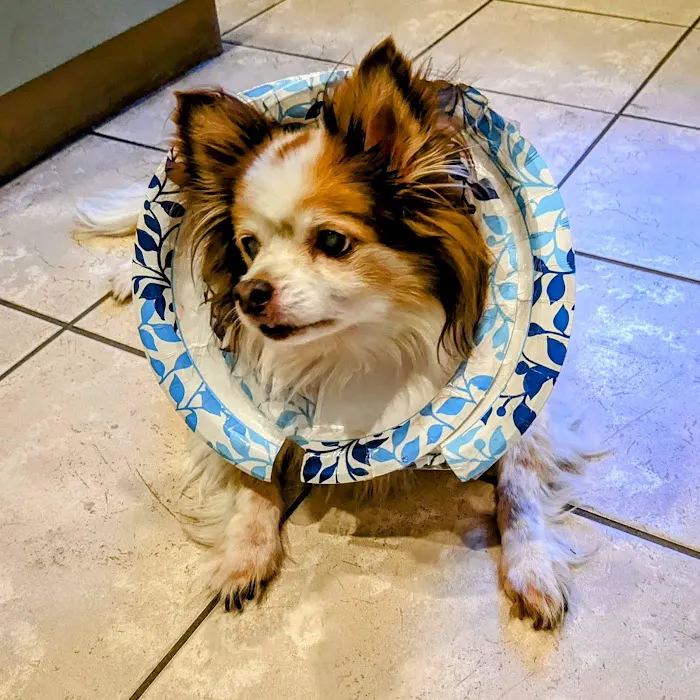 Creature Comforts Veterinary Hospital Picture 7