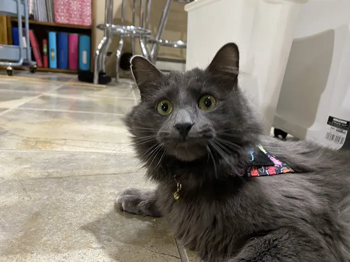 Capitaland Animal Hospital Picture 7