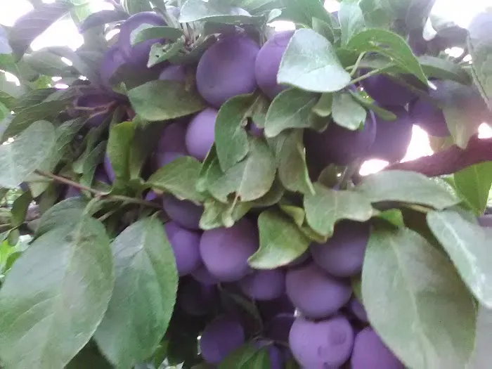 Dolcinea Farms Picture 2