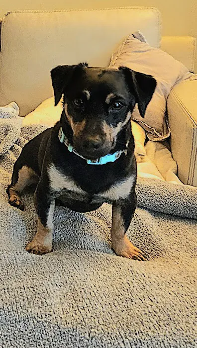 Niskayuna Animal Hospital Picture 2