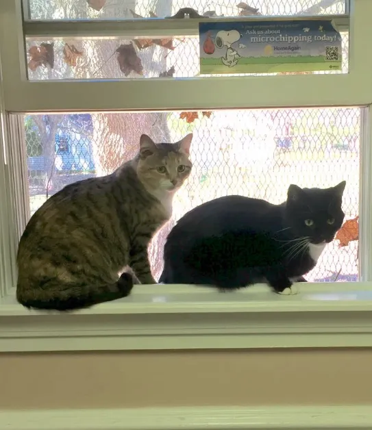 Niskayuna Animal Hospital Picture 9