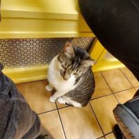 Union St Veterinary Hospital ico
