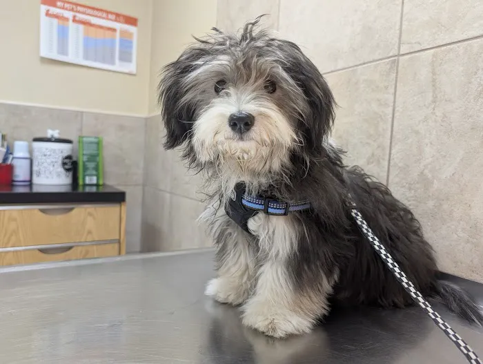 Hernas Veterinary Clinic Picture 3