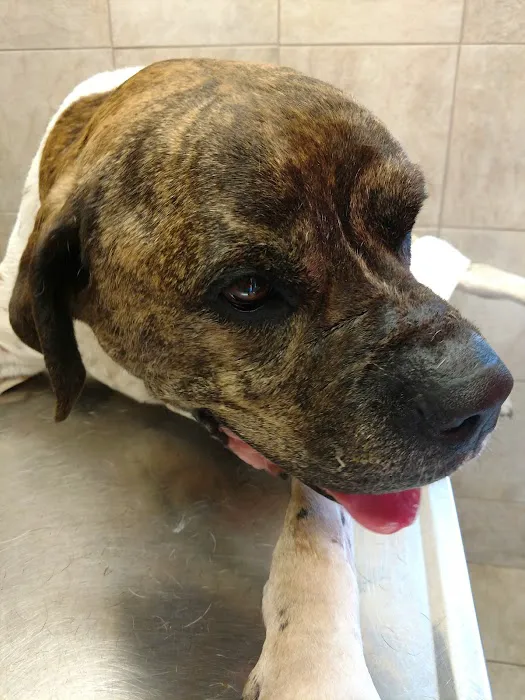 Hernas Veterinary Clinic Picture 4