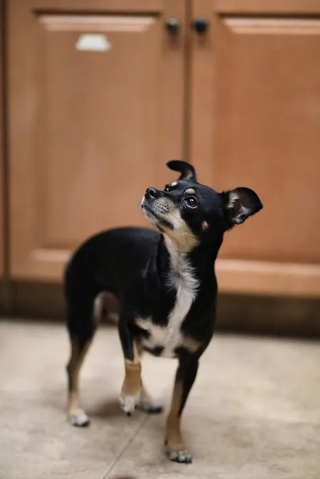 River Road Animal Hospital Picture 3