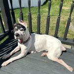 Companion Animal Medical Center