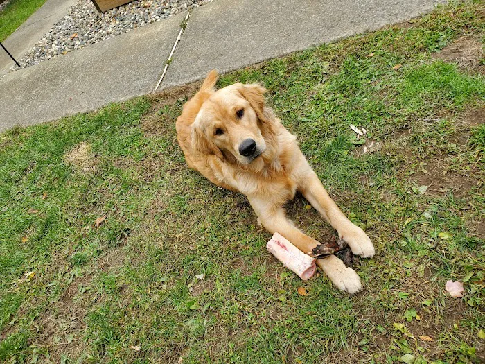 Companion Animal Medical Center Picture 2