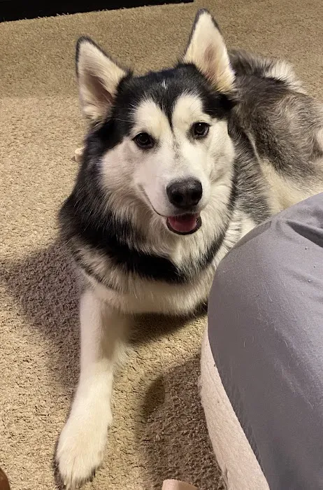 Companion Animal Medical Center Picture 5
