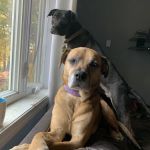 Brushwood Veterinary Clinic